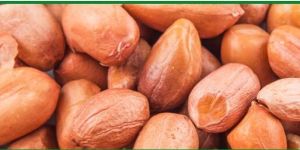 Groundnut Kernels