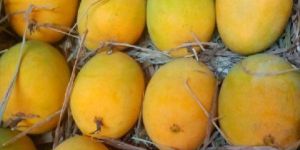 Fresh Alphonso Mangoes