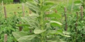 Mullein Leaf Powder