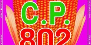 C.P. 802 Hybrid Maize Seeds