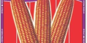 C.P. 848 Hybrid Maize Seeds