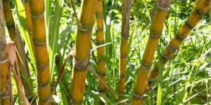 Sugar Cane Plant