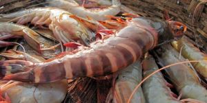 Tiger Prawn