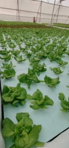 Thermocol Hydroponic Tray