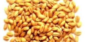 Hybrid Wheat Seeds