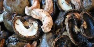 Cashew Nut Shell