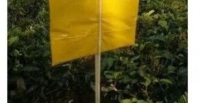 Yellow Sticky Trap