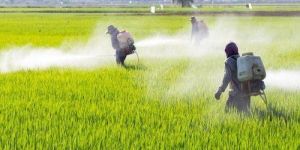 Deltamethrin Ec Insecticide