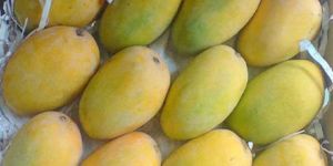 Fresh Kesar Mango