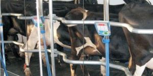 Herringbone Milking Parlor