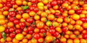 Golden Cherry Tomato