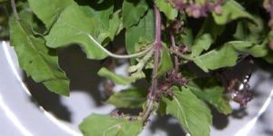 Holy Basil