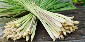 Lemon Grass
