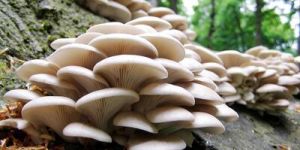 Oyster Mushroom