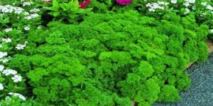 Curled Parsley Leave