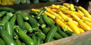 Yellow Zucchini