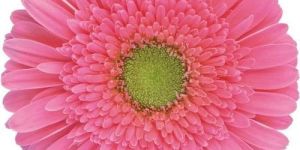 Light Pink Gerbera Flower