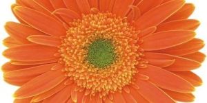 Orange Gerbera Flower