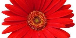 Red Gerbera Flower