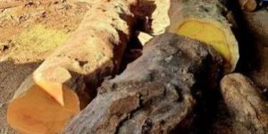 Yellow Jack Wood Log