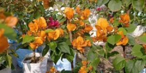 Nursery Plants