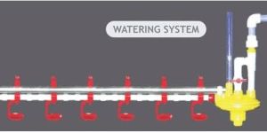 Broiler Watering System