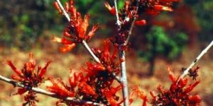 Woodfordia Fruticosa