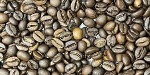Robusta AA Grade Roasted Coffee Beans