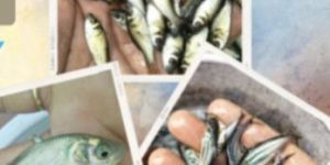 Rohu Fish Seed