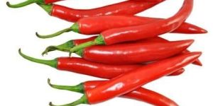 Fresh Red Chilli