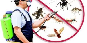 Spider Control Services