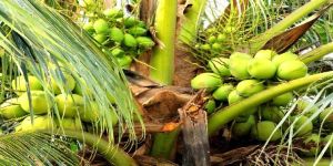 Fresh Tender Coconut