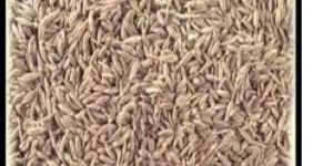 White Cumin Seeds