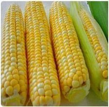Maize Seeds