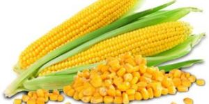 Yellow Maize