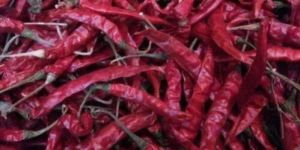 Dry Red Chilli