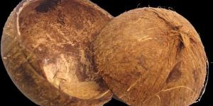 Coconut Shell