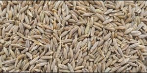Cumine Seed
