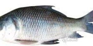Catla Fish
