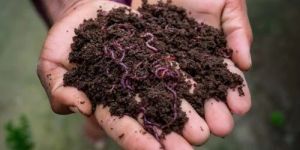 Vermicompost
