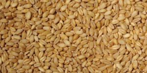 Bansi Wheat Seeds