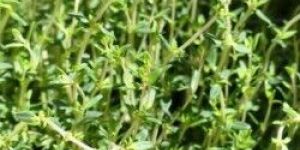 Thyme Leaves