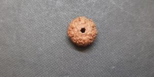7 Face Rudraksha