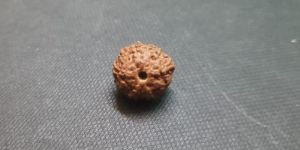 4 Face Rudraksha