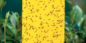 Yellow Sticky Traps