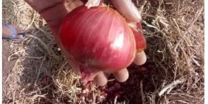 Pink Onion