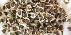 Moringa Seeds