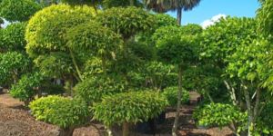 Ficus Benjamina Plant