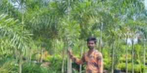 Foxtail Palm Plant