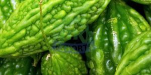 Fresh Bitter Gourd